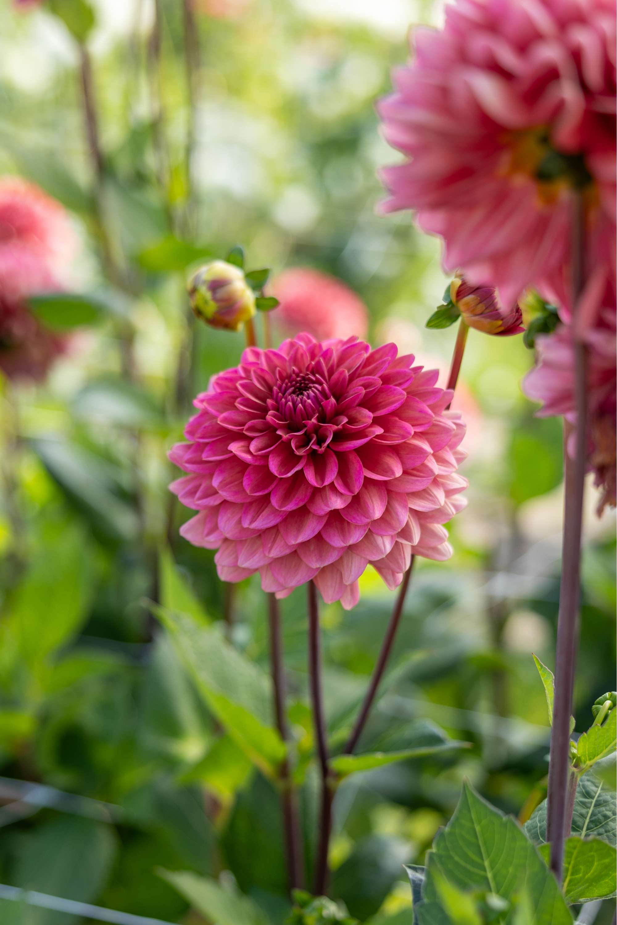 Dahlia Salmon Runner